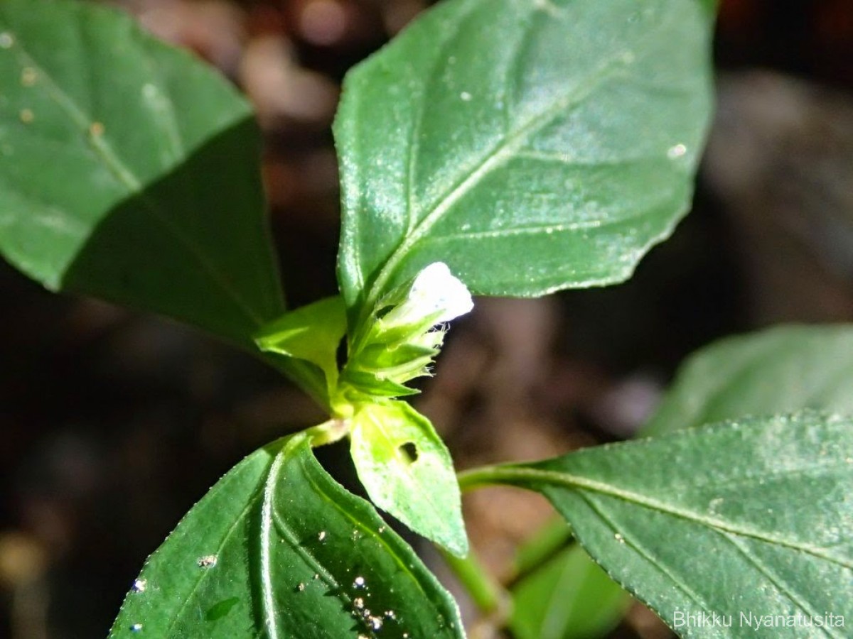 Rungia pectinata (L.) Nees